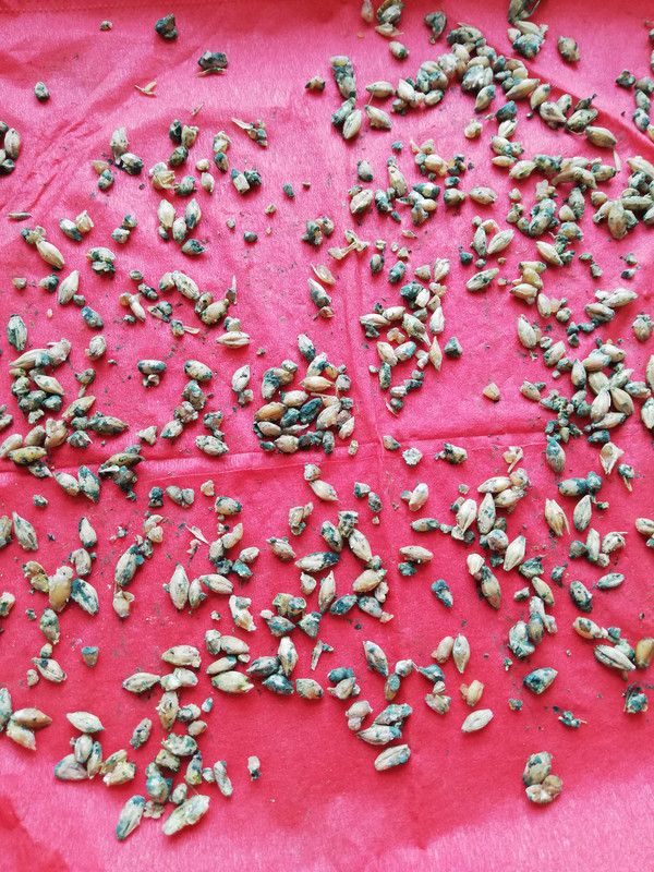 IMG_20190619_172427