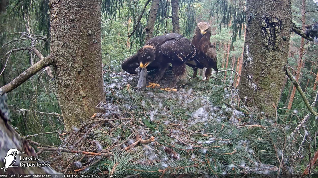 Mazais ērglis (Clanga pomarina), ligzda eglē __ Lesser spotted eagle in spruce, Zemgale, Latvia 13-1