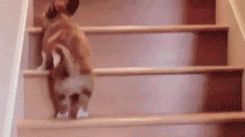 https://i.postimg.cc/QxDGQvNK/unnamed.gif