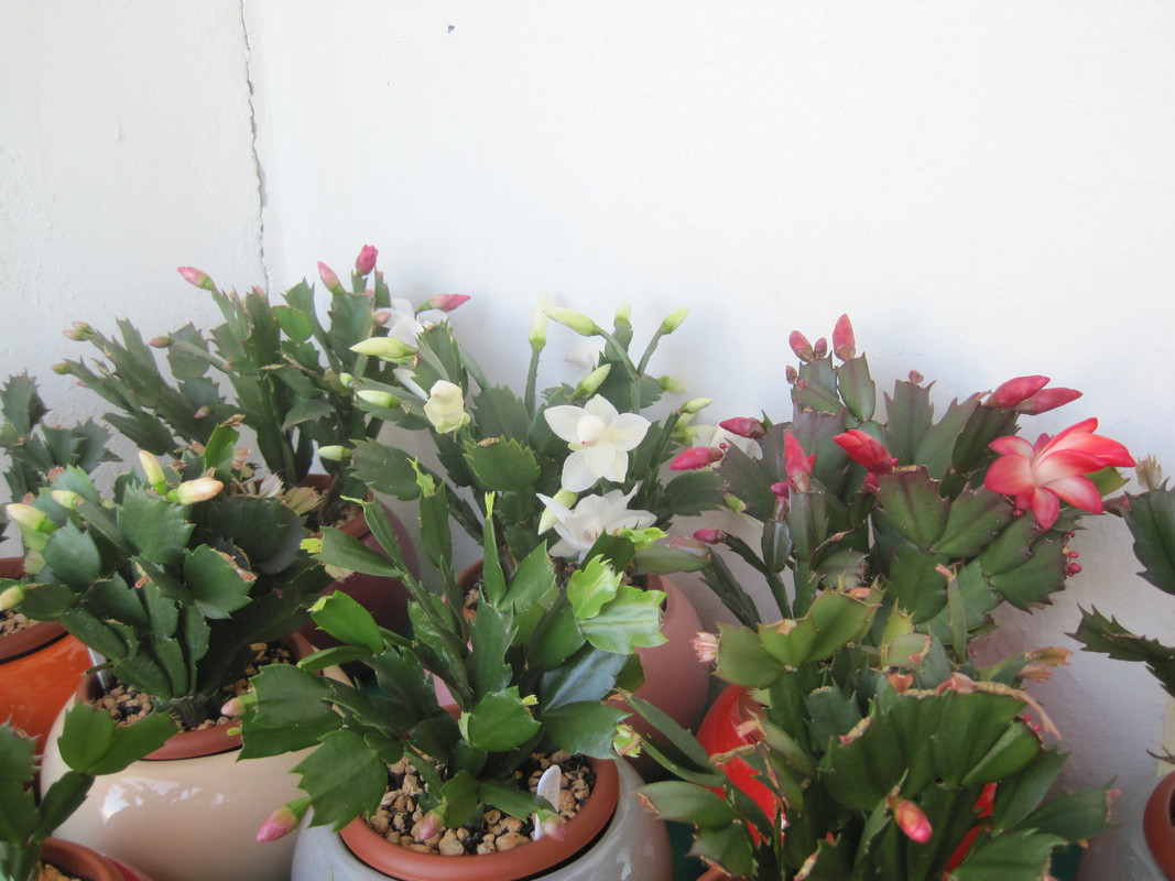 Скоро зацветут.