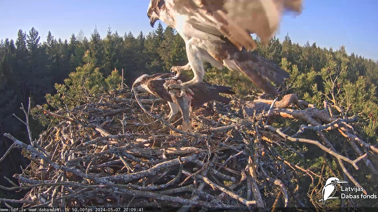 Zivju ērglis (Pandion haliaetus) Kurzemē - LDF tiešraide 11-10-12 screenshot