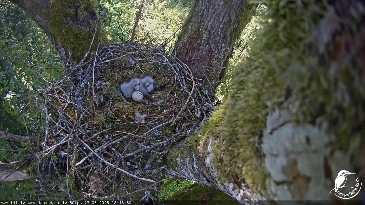 Melnās klijas (Milvus migrans) Kurzemē_ peļu klijāni (Buteo buteo) 13-8-31 screenshot