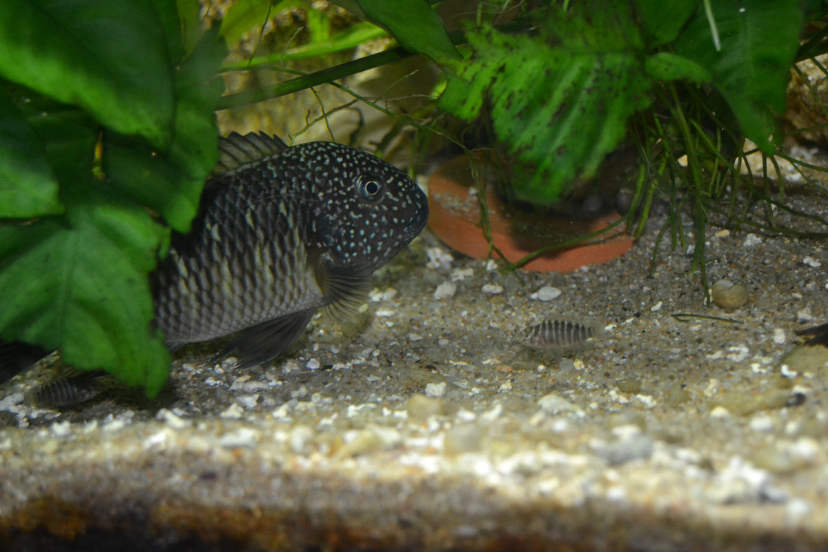 Murago femelle bébés 7