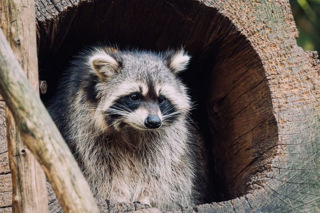 Wildlife Removal Orlando