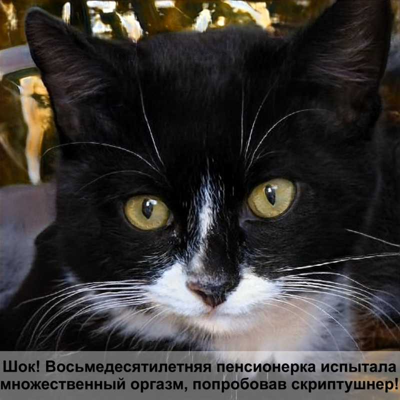 окраска кошек название