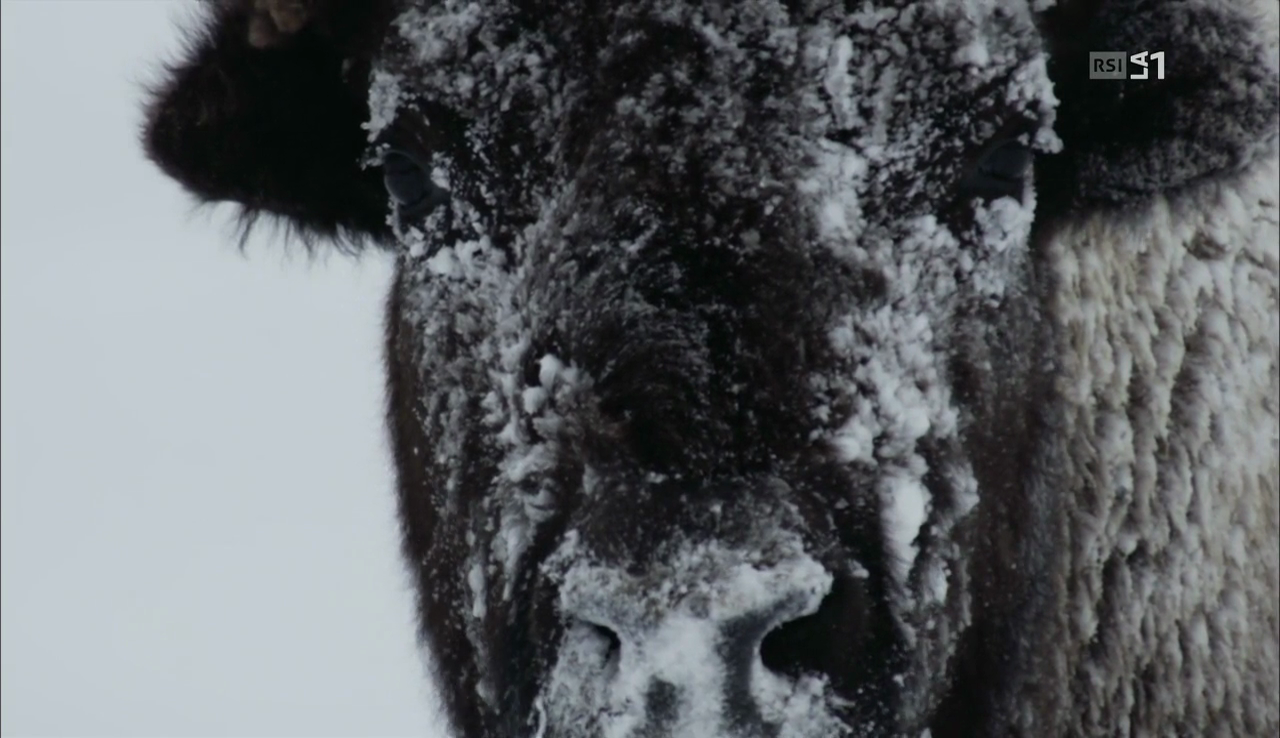 vlcsnap-2016-12-30-13h19m55s825