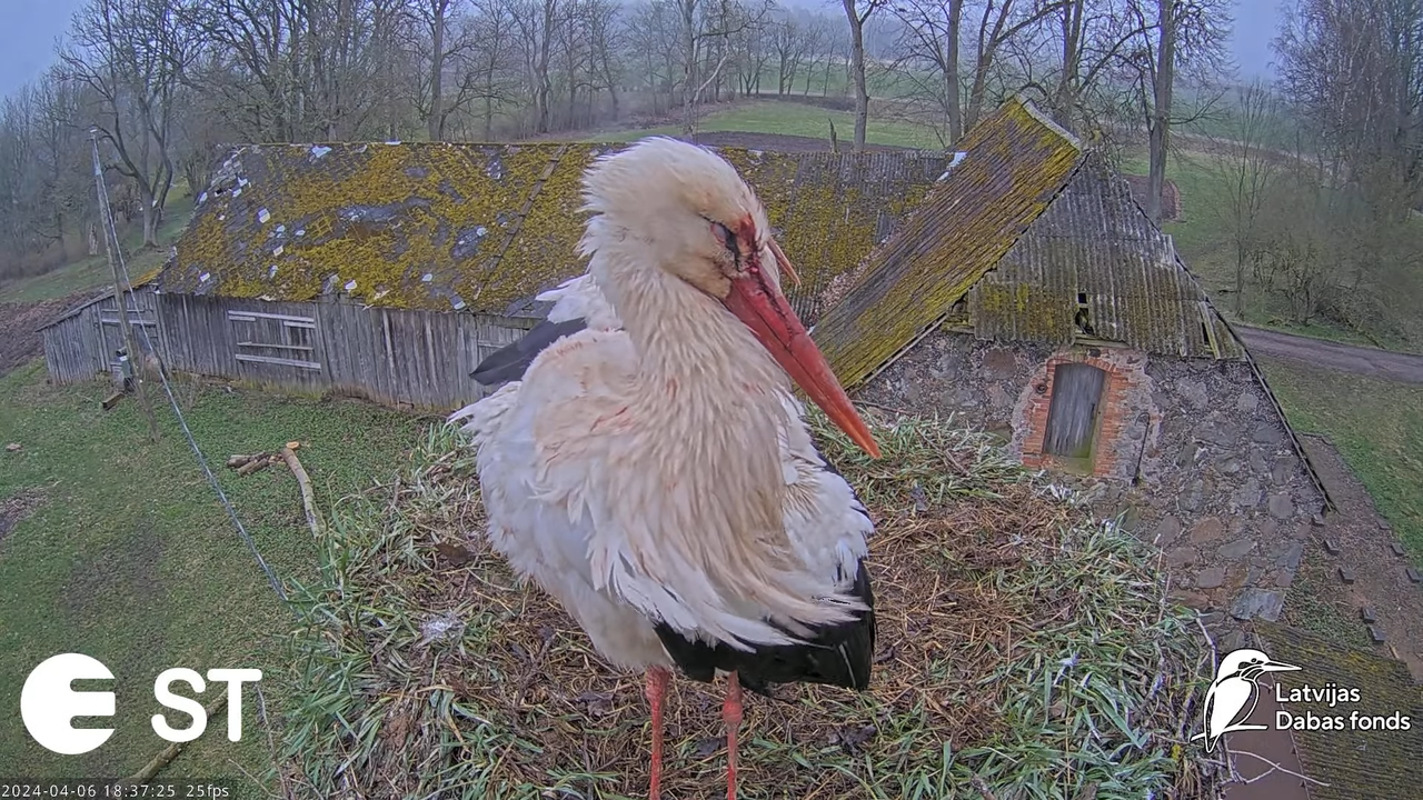 Baltie stārķi (Ciconia ciconia) Tukuma novadā - LDF tiešraide __ White storks in Tukums, Latvia 9-14