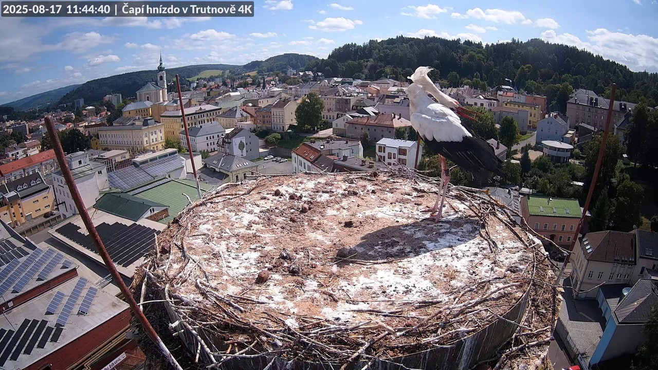Tiešraide no stārķa ligzdas uz alus darītavas skursteņa Trutnovā 13-40-7 screenshot