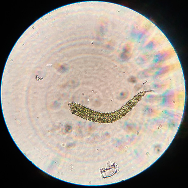 IMG 20250616 212641 HDR