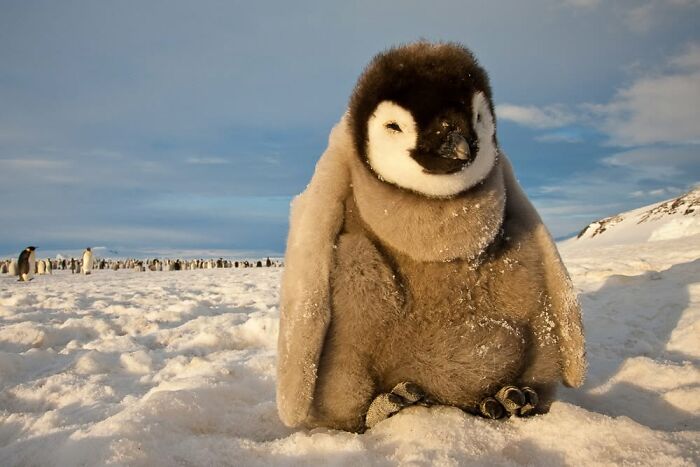 Baby-Penguin-Bored-Panda9541680889-6480267509087755774-n-6a3b51490d62a-700.jpg