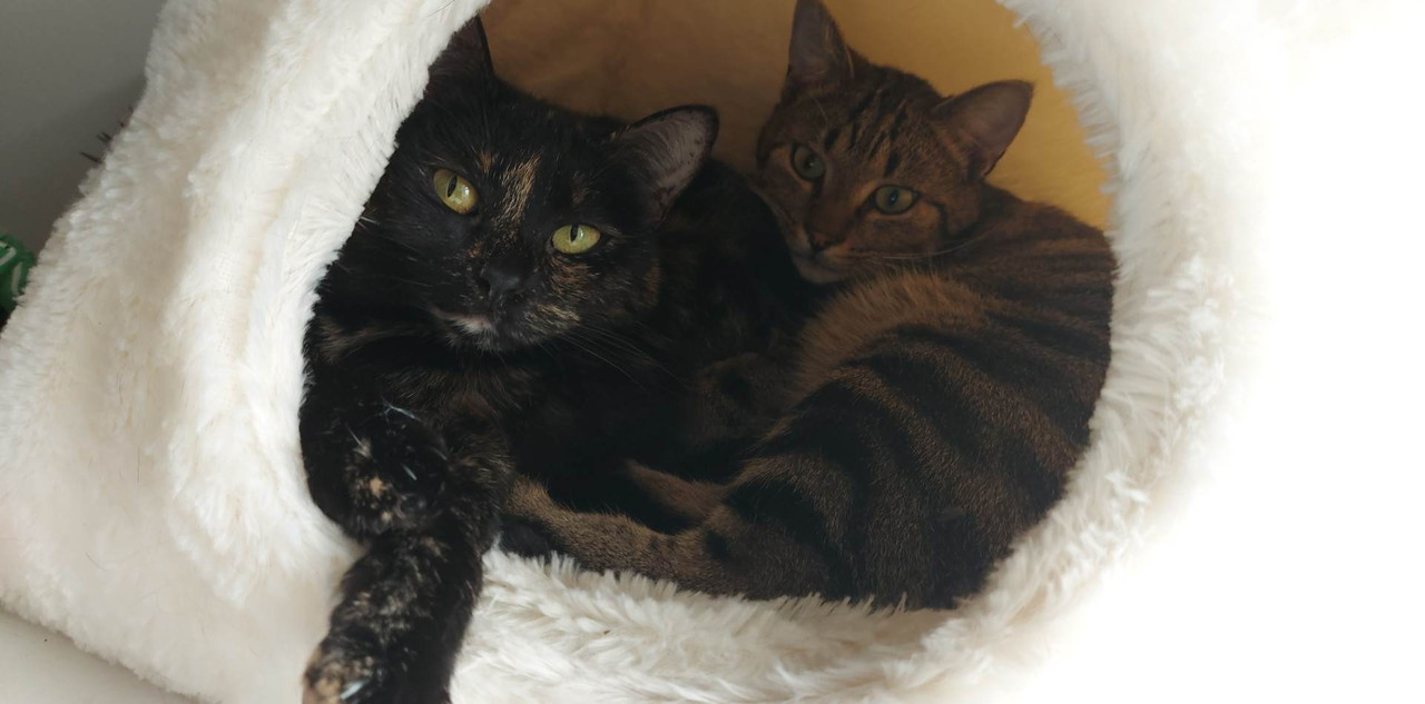 received_1618406341981822