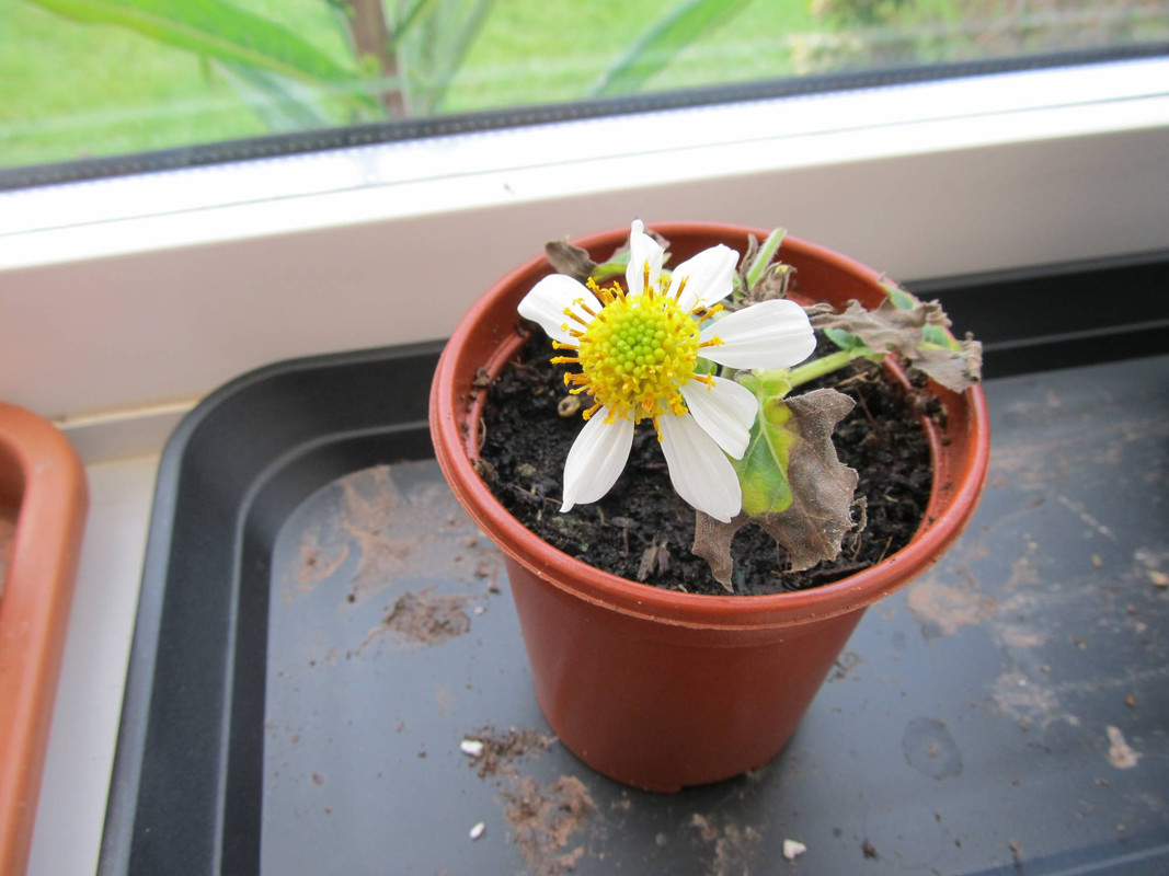 Montanoa bipinnatifida