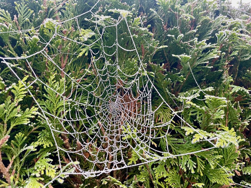 ice-cobweb.jpg