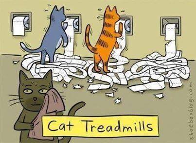 Cat-Treadmills.jpg