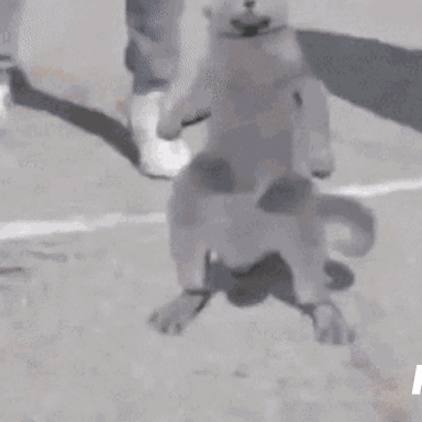 Schakel.gif