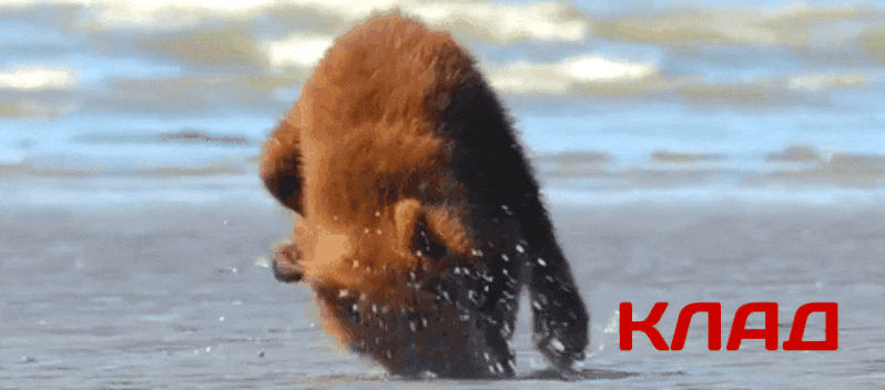 GIF-20260407-065238-854.gif