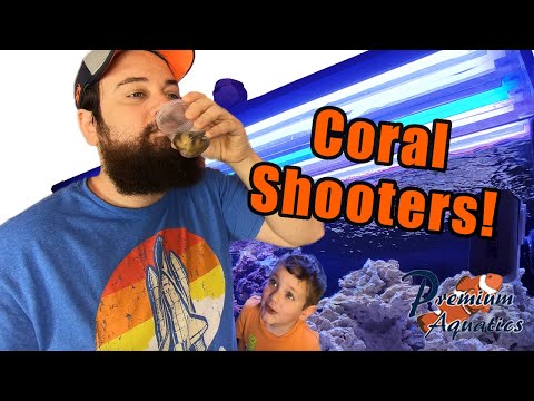 coral.jpg