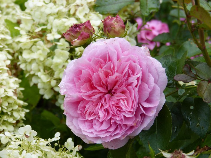 2014-08-31 Rose 'Kurfürstin Sophie'