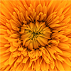 orange-02