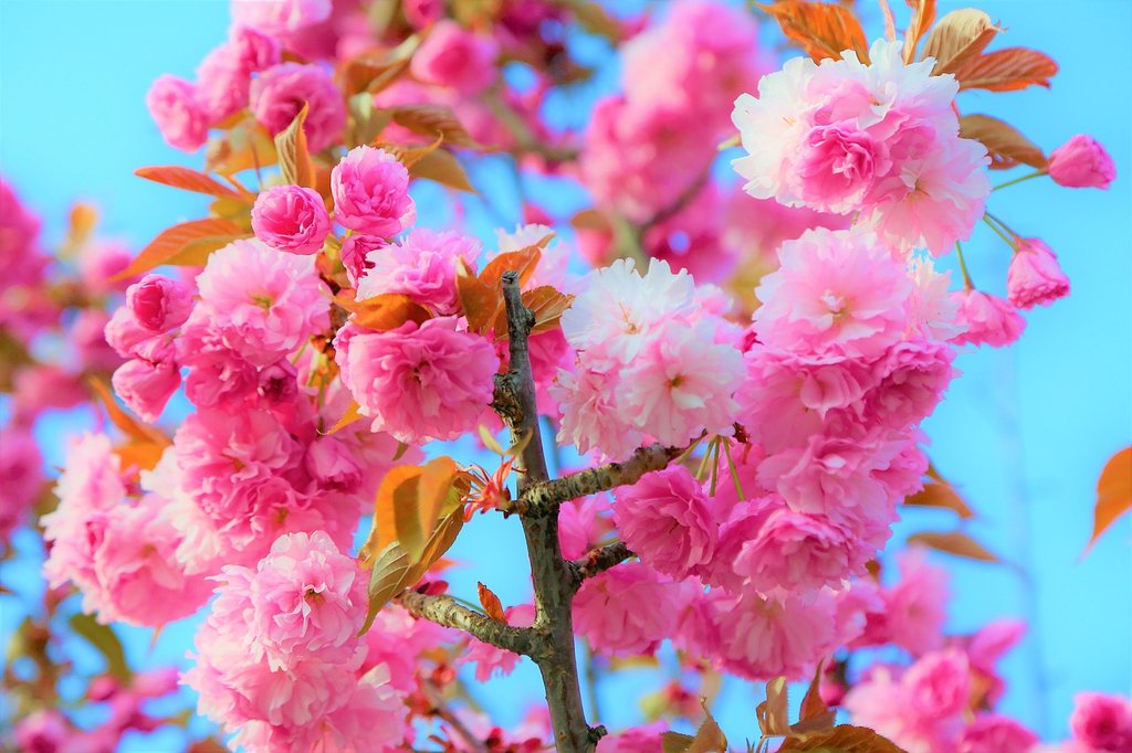 pink-flower-4150305-1280.jpg