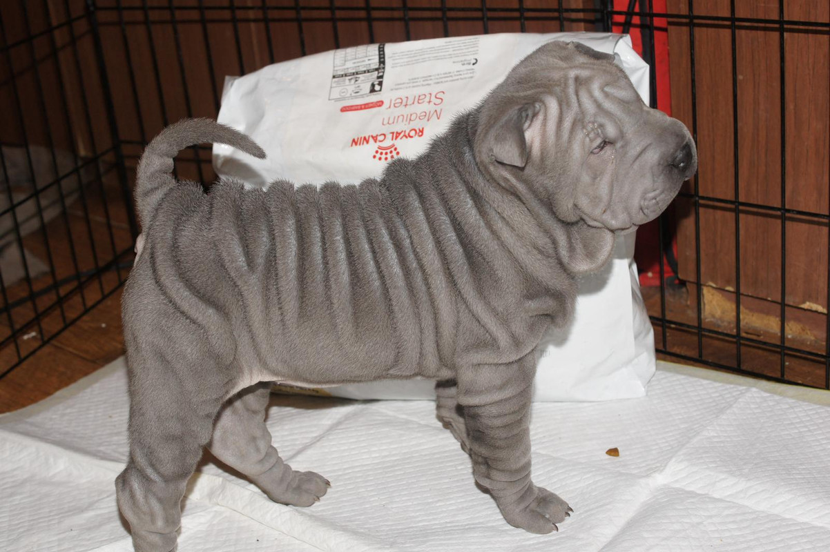 С.О. Трояна Небесна Даниэль