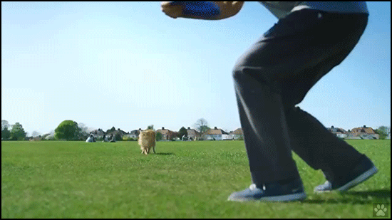Amazing-Cat-GIF-Playful-cat-playing-frisbee-like-a-dog-Jump-and-catch.gif