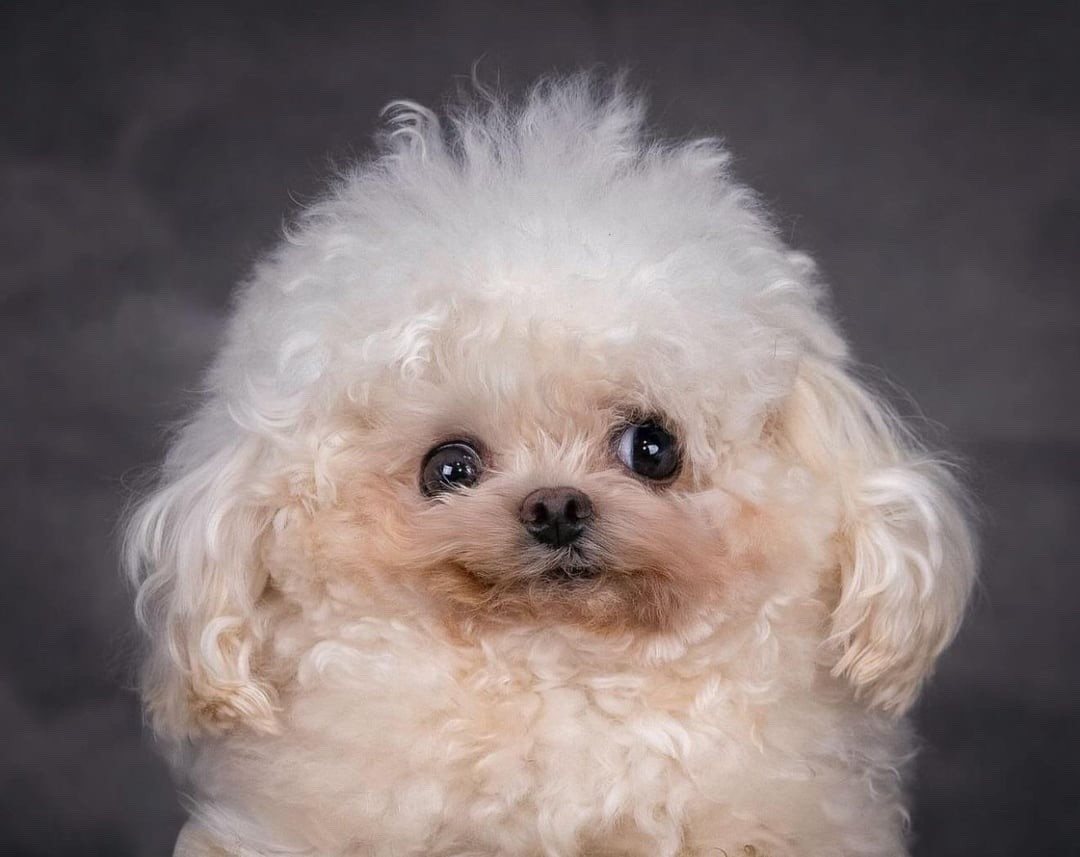 doggieschoolphoto-250b86ad9abedb319a136eda2e7f3a73-6e8feff5-1280.jpg
