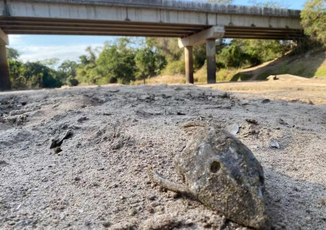 Foto mostra peixe morto após seca do rio Perdido em Caracol (MS) — Foto: Thalyta Andrade/TV Morena