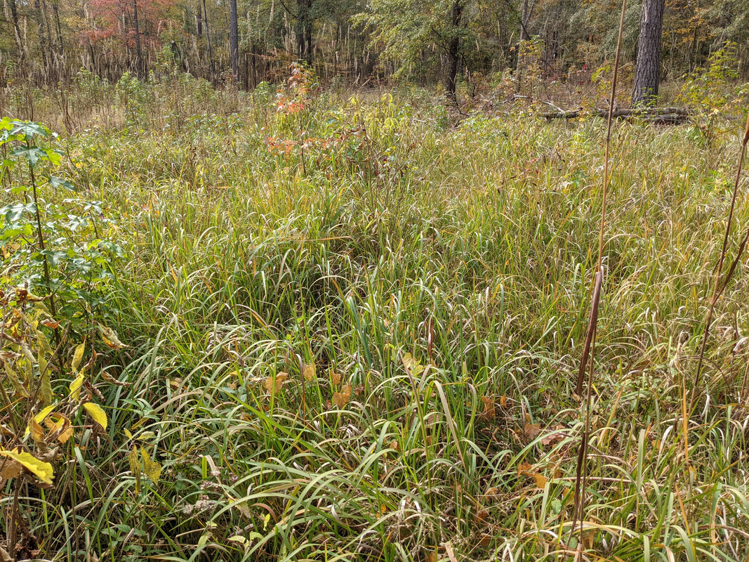 PXL_20211116_165239239