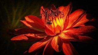 Thơ hoạ Nguyễn Thành Sáng & Tam Muội (1788) Dahlia-Flowers-red-color-4-K-Ultra-HD-Wallpaper-for-Desktop-3840x