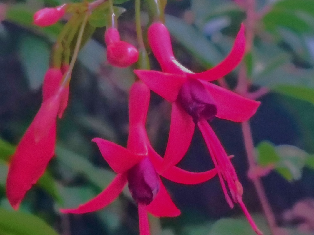 Fleur de fuschia
