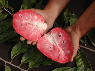 AnnonaReticulataFernandez2
