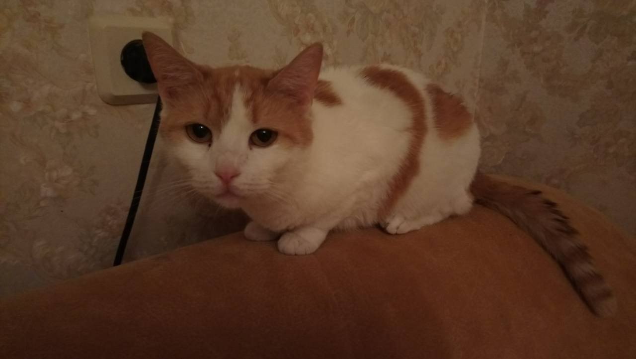 Апельсинка3