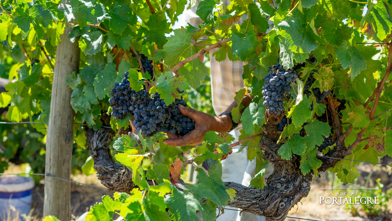 VINDIMAS NA ADEGA DE PORTALEGRE PROMETEM VINHOS COM MAIOR QUALIDADE 2