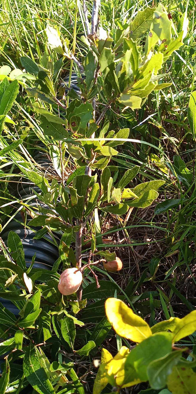 wild berry id b