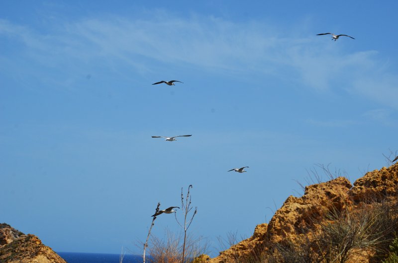 PLAYA DE LOS COCEDORES-2011/2017-MURCIA - Paseando por España-1991/2017 (64)