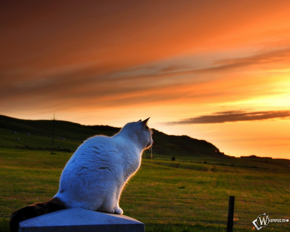1920x1536_Кошка-любуется-закатом[1]