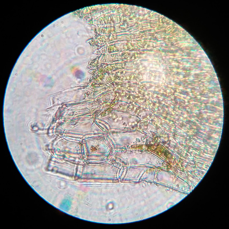 IMG 20250616 220410 HDR