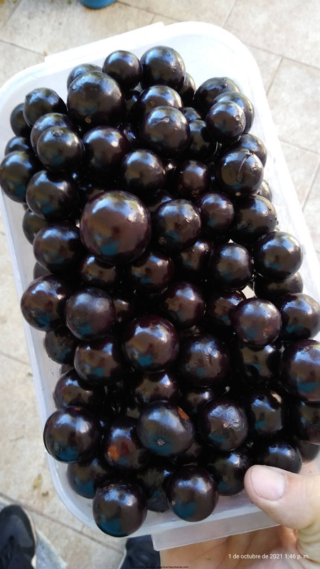 Huertasurbanas_com-IMG_20211001_134631323.jpg-20211011_091739Jaboticaba_peruana