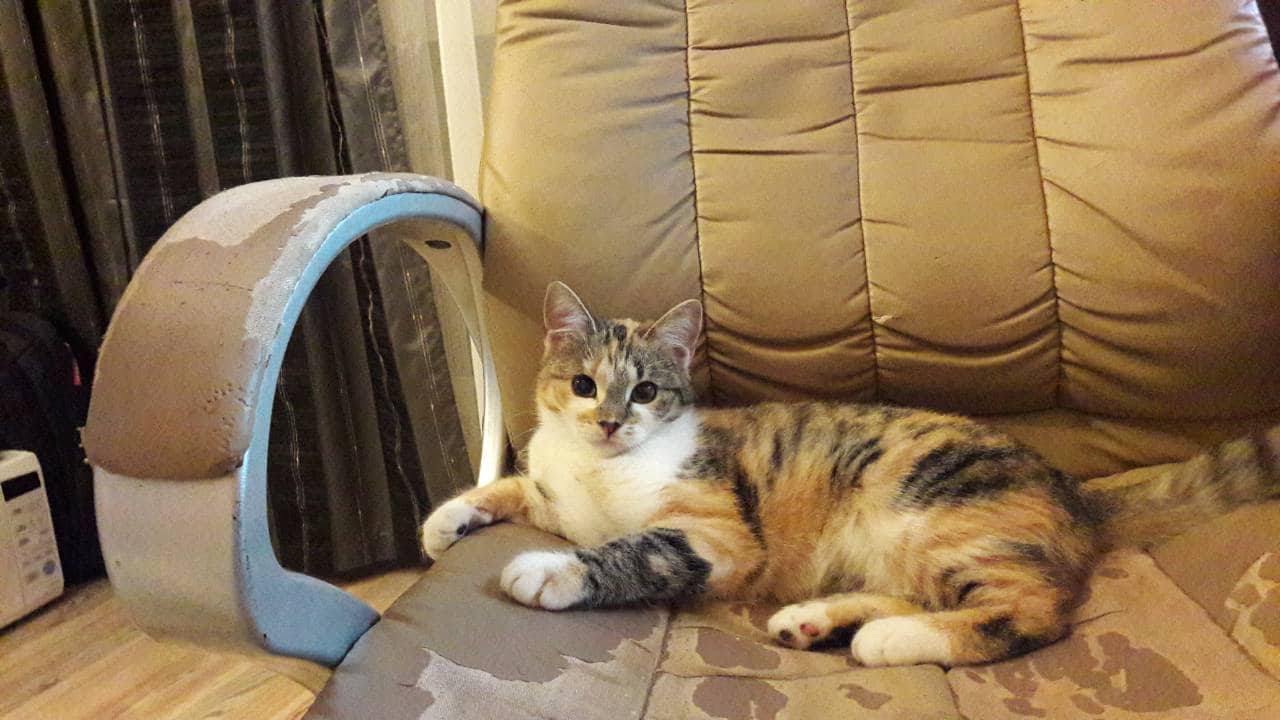 35026750_1327113667422584_5751896008975974400_n