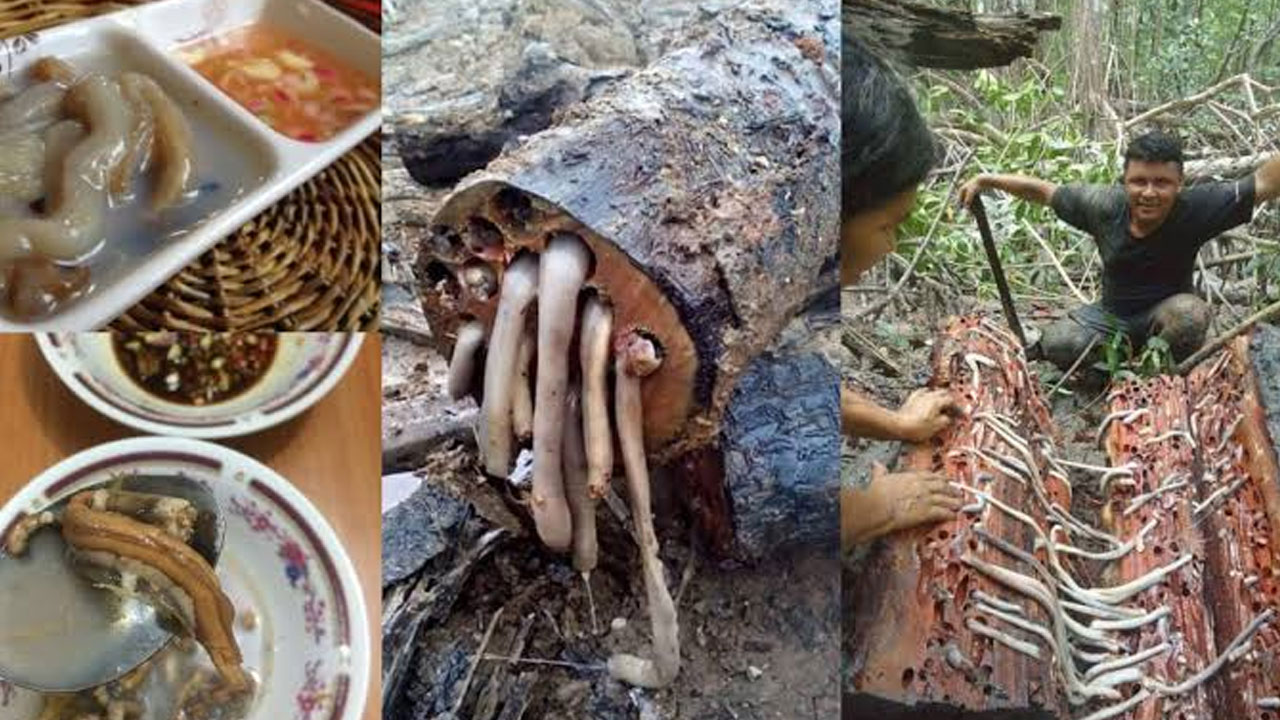 Manfaat Kesehatan dari Cacing Tambelo