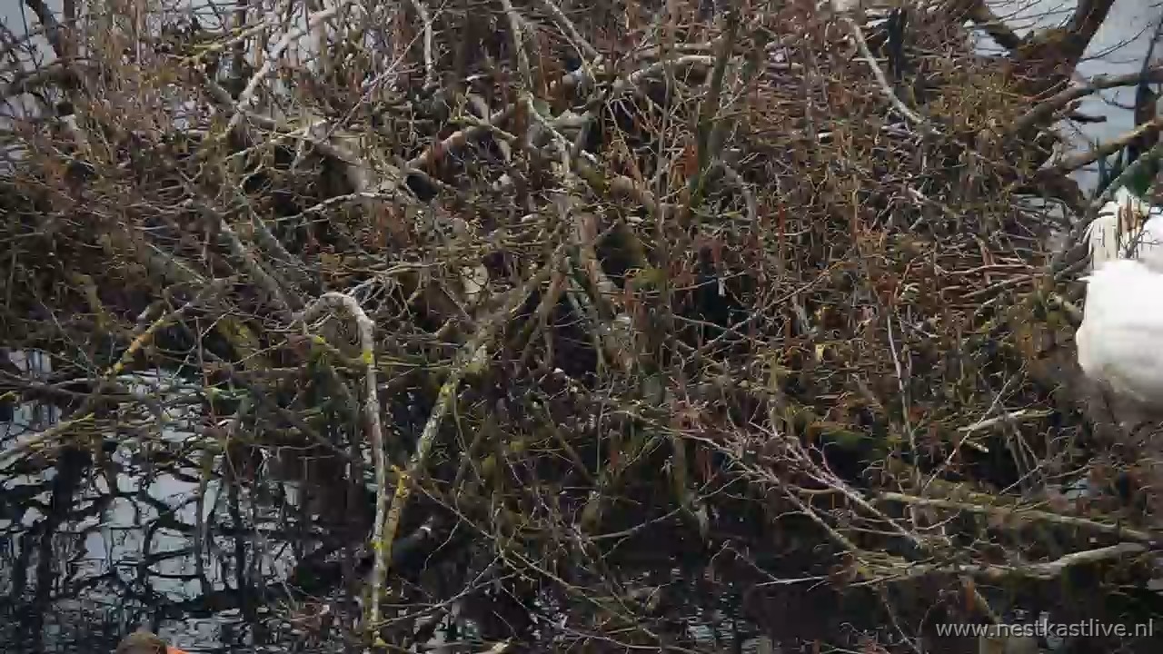 snapshot 2026 03 31T083724 537