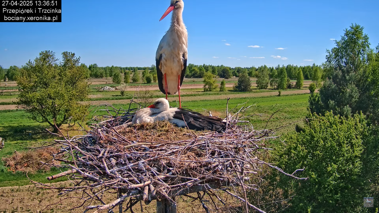 27042025bociany9