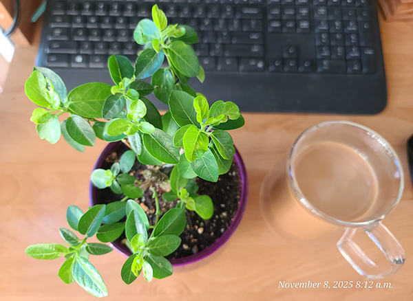 [Image: 20251108-081243.jpg]