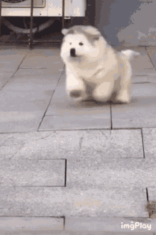 dog-fall.gif