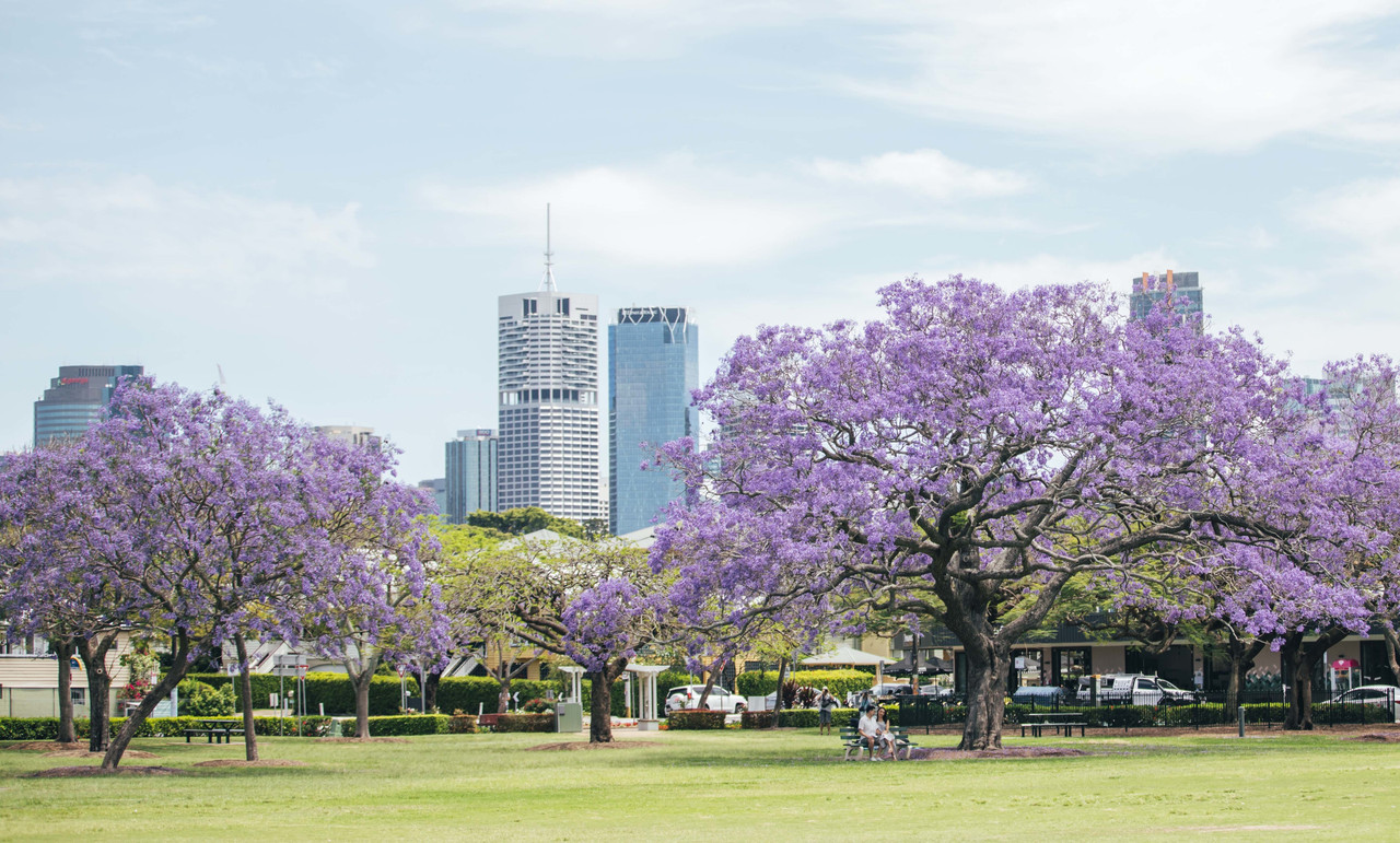 Pesona Jacaranda bermekaran