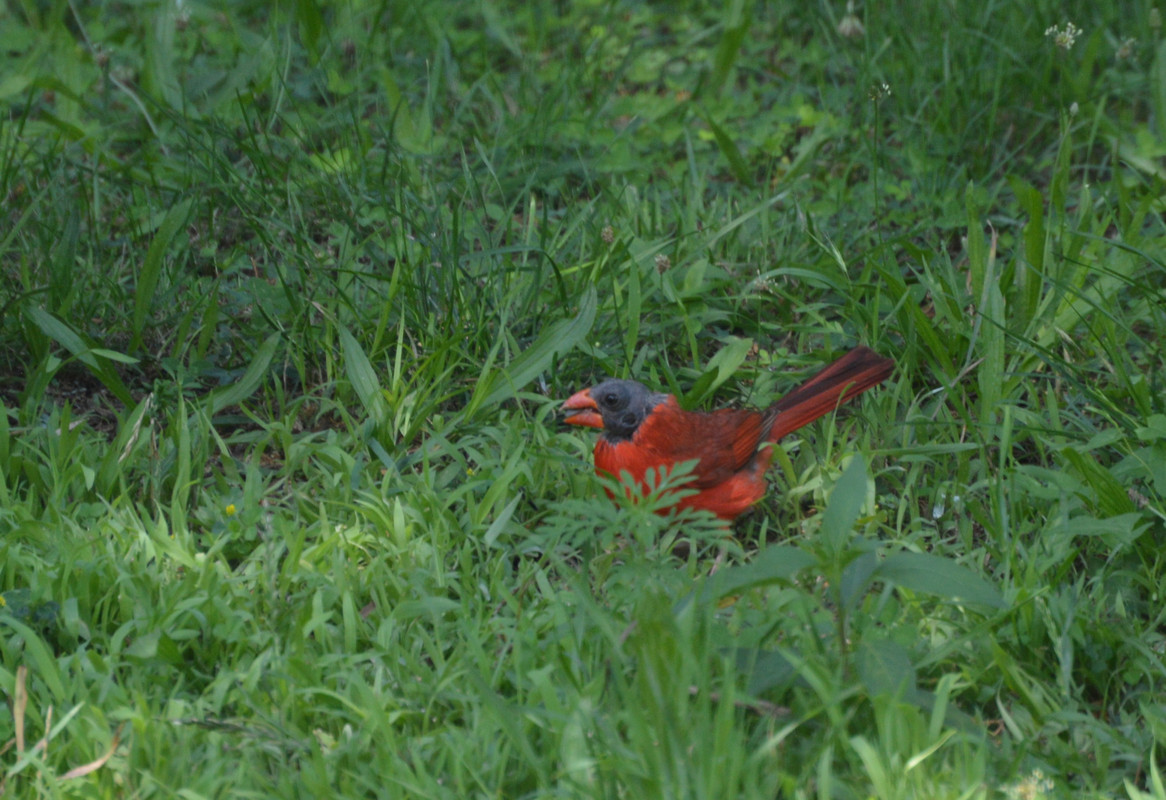 2021-7-4 Mutant Cardinal (2)