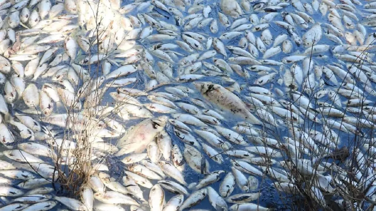 ¿Qué provoca la muerte de los peces en Australia? Este es el video del desastre