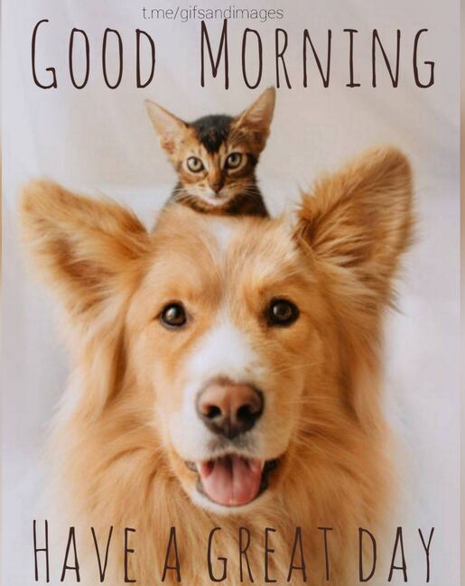 Good-Morning-Dog-w-Cat-on-Head
