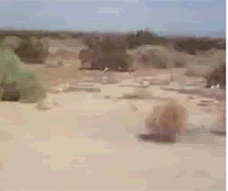 giphy-2.gif